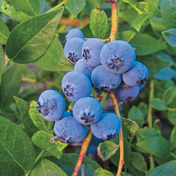 Biloxi Blueberry